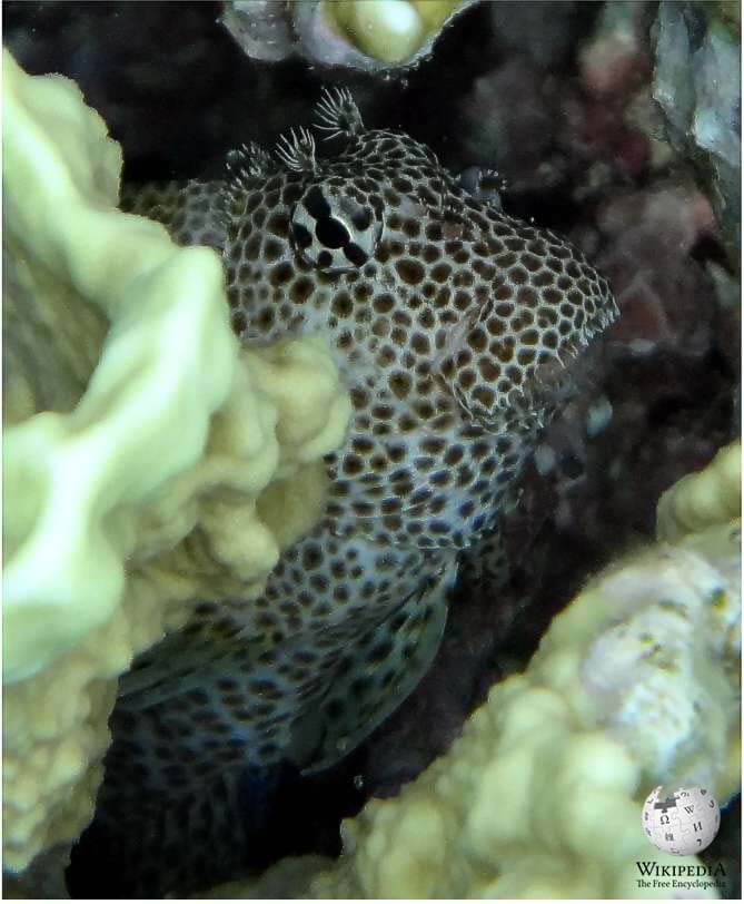 Leopard blenny