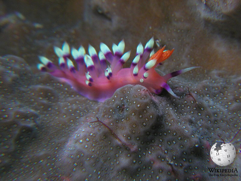 Desirable flabellina