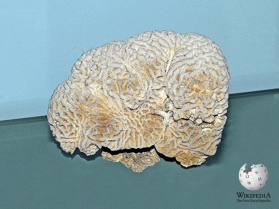 Australian brain coral