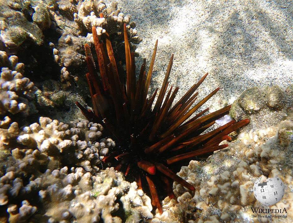 Dark slate pencil urchin