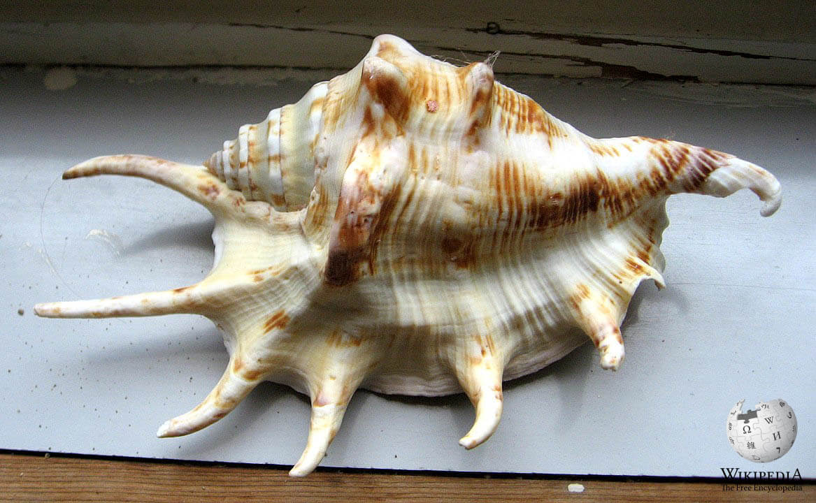 Common spider conch