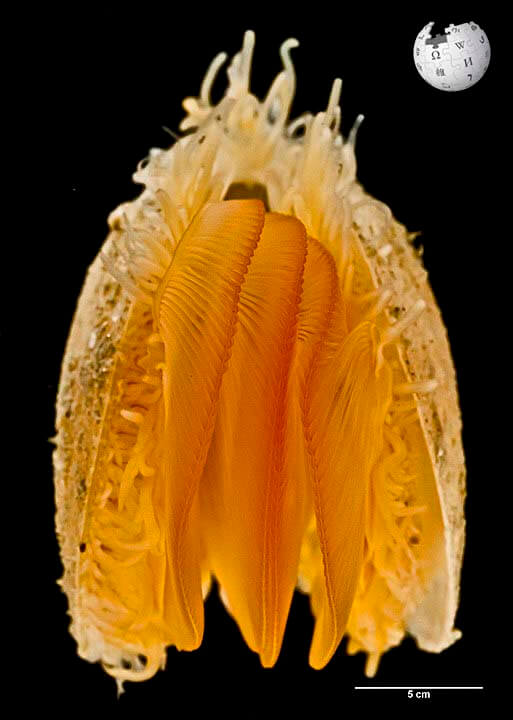 Oriental file clam