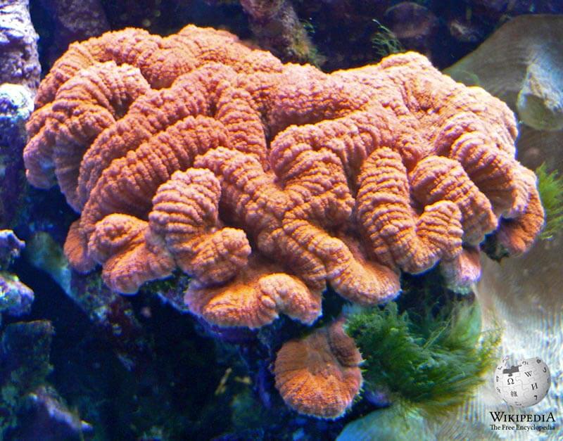 Lobed brain coral