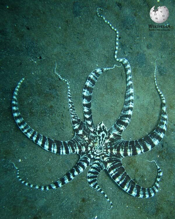 Mimic octopus