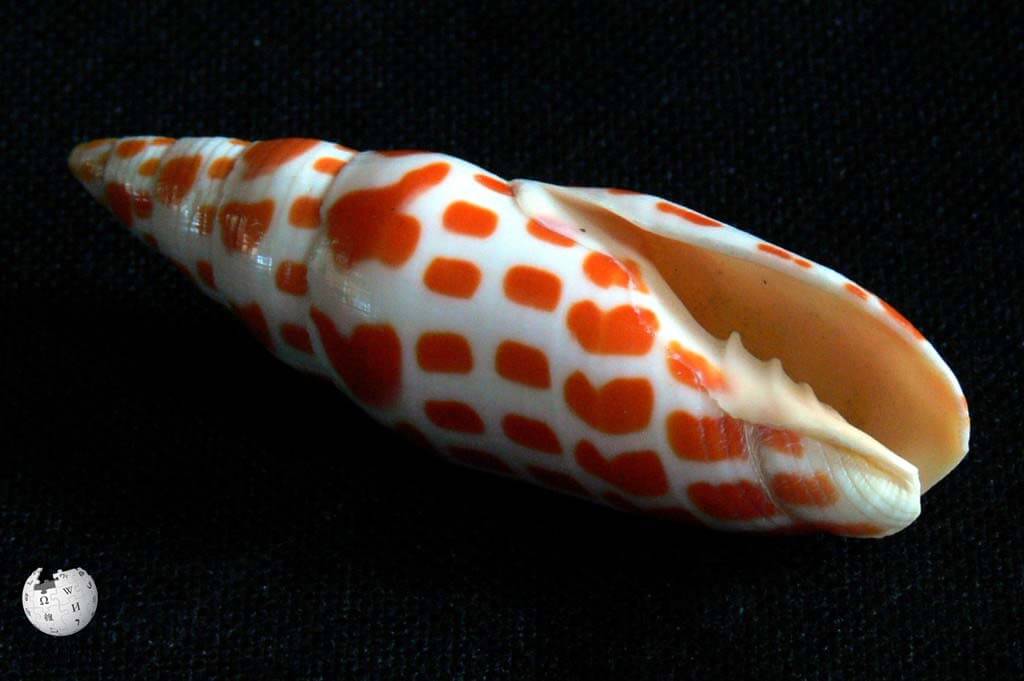 Orange-spotted mitre