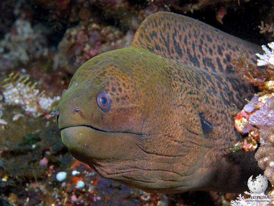 Giant moray