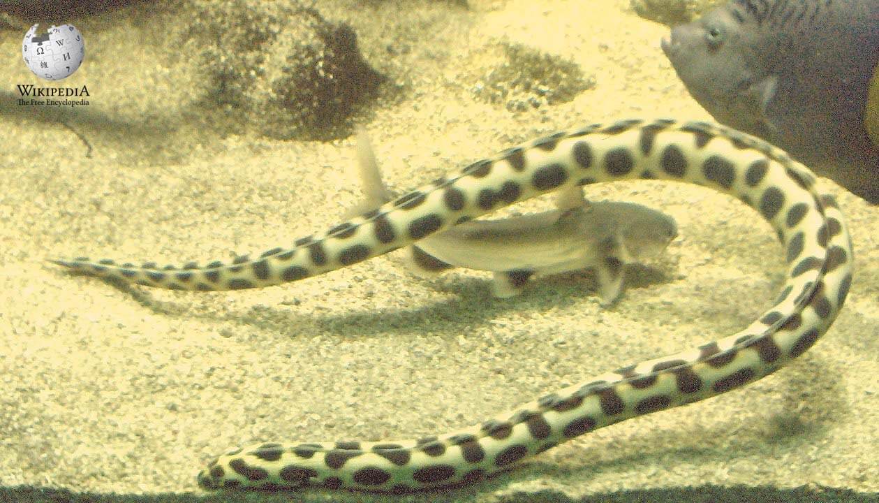 Spotted snake eel