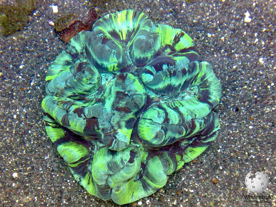 Open brain coral