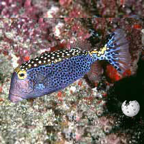 Whitespotted boxfish