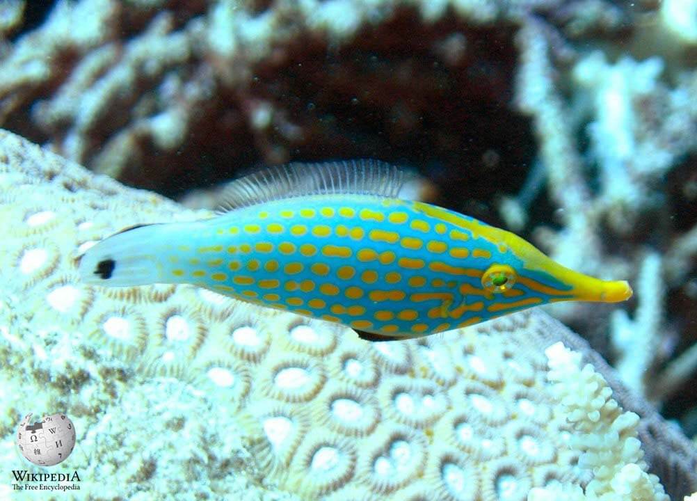 Harlequin filefish