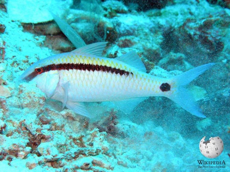 luca goatfish plush