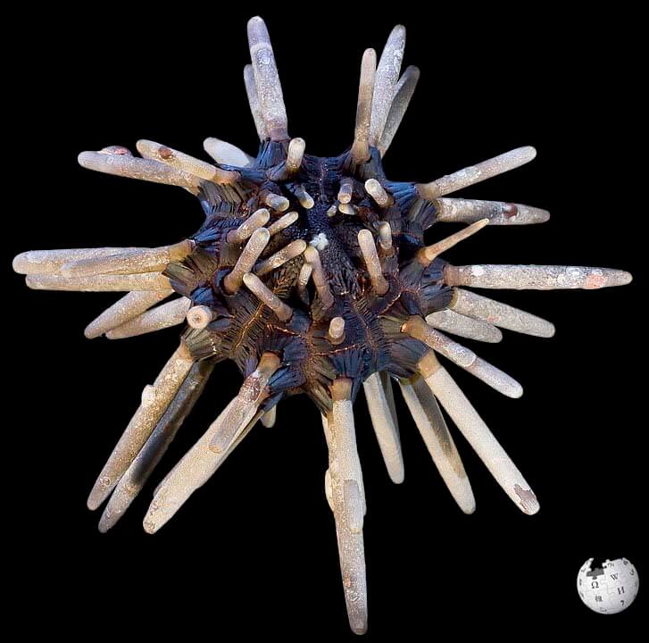 Imperial lance urchin