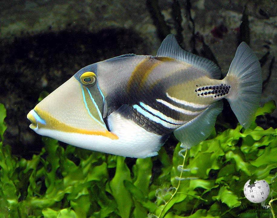 White-banded triggerfish