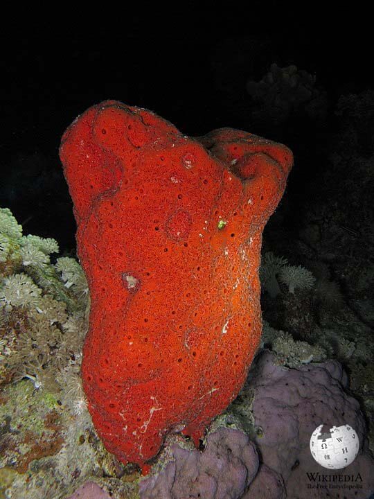 Red boring sponge