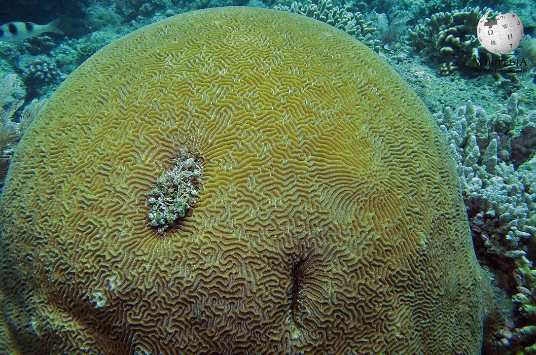 Neat brain coral