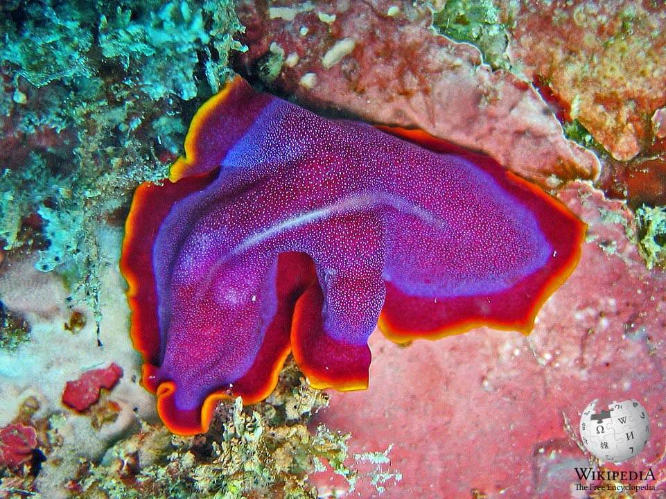 Fuchsia flatworm