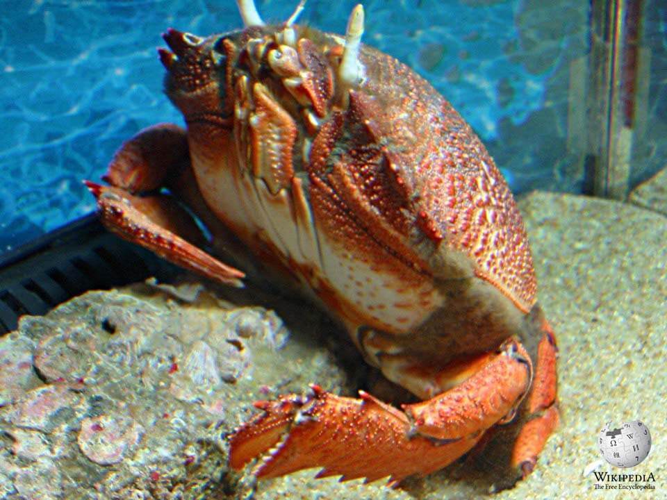 Red frog spanner crab