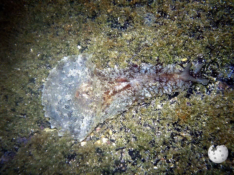 Giant sea hare