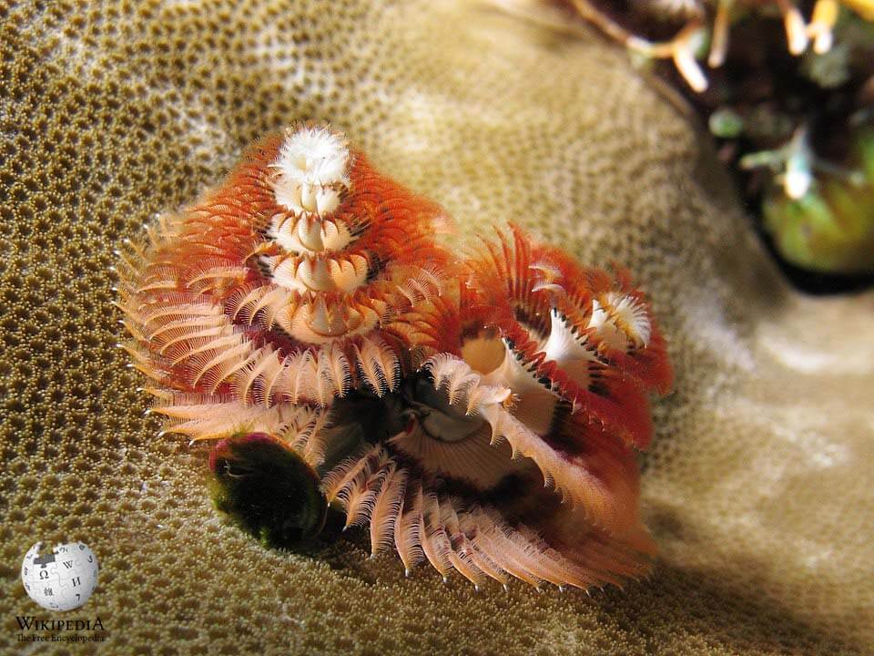 Christmas-tree worm