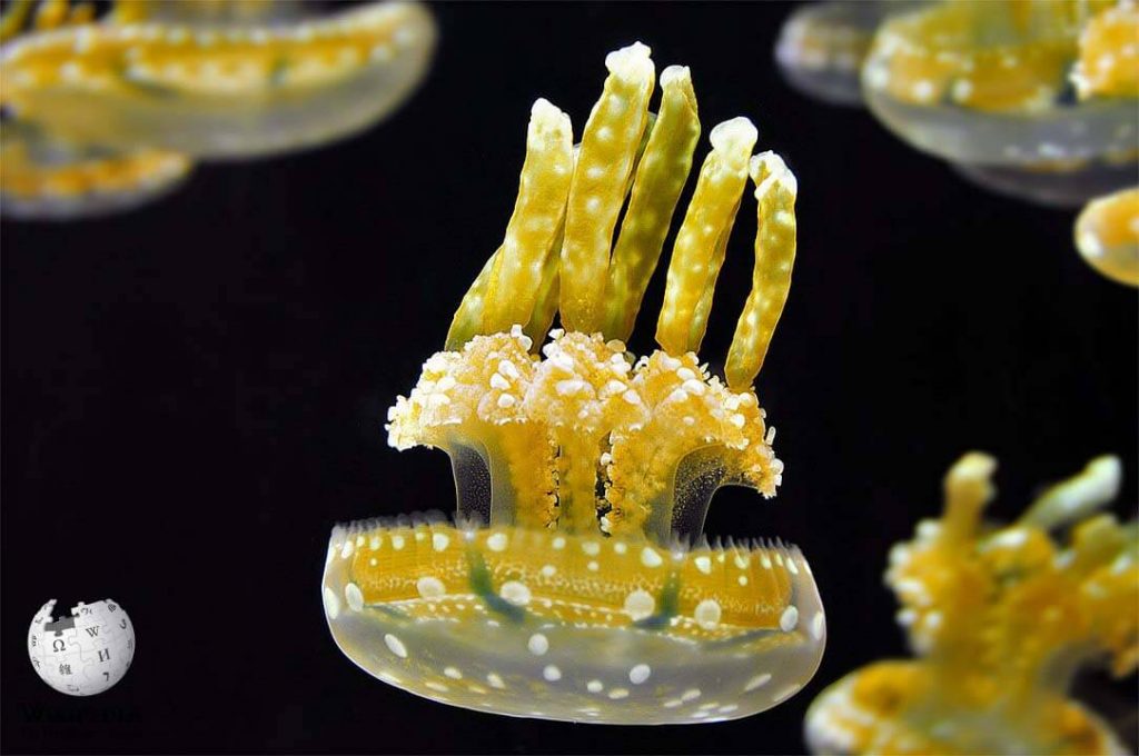 Spotted Jellyfish Moalboal Reef Species