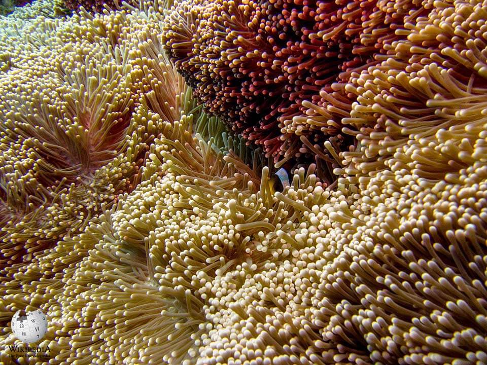 Giant carpet anemone