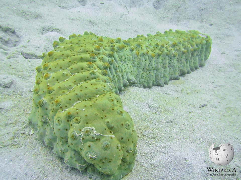 Curryfish sea cucumber