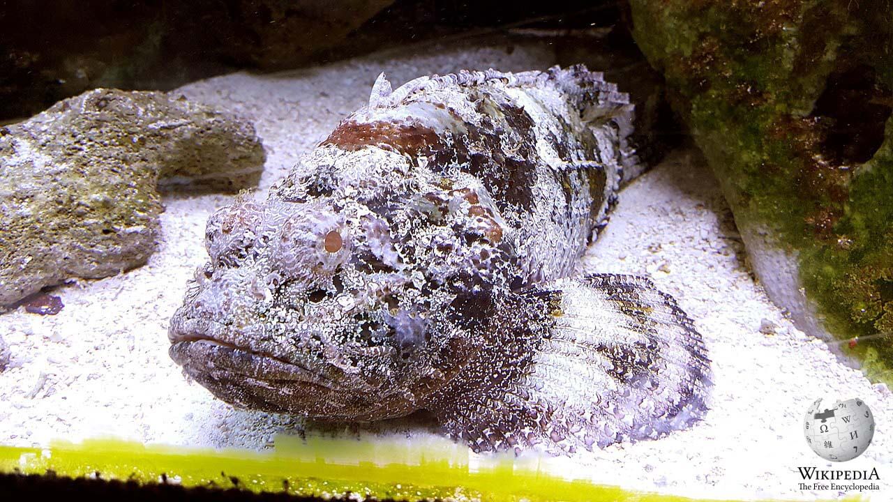 Estuarine stonefish