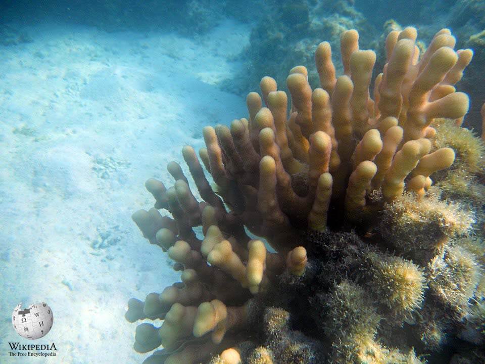 Hood coral