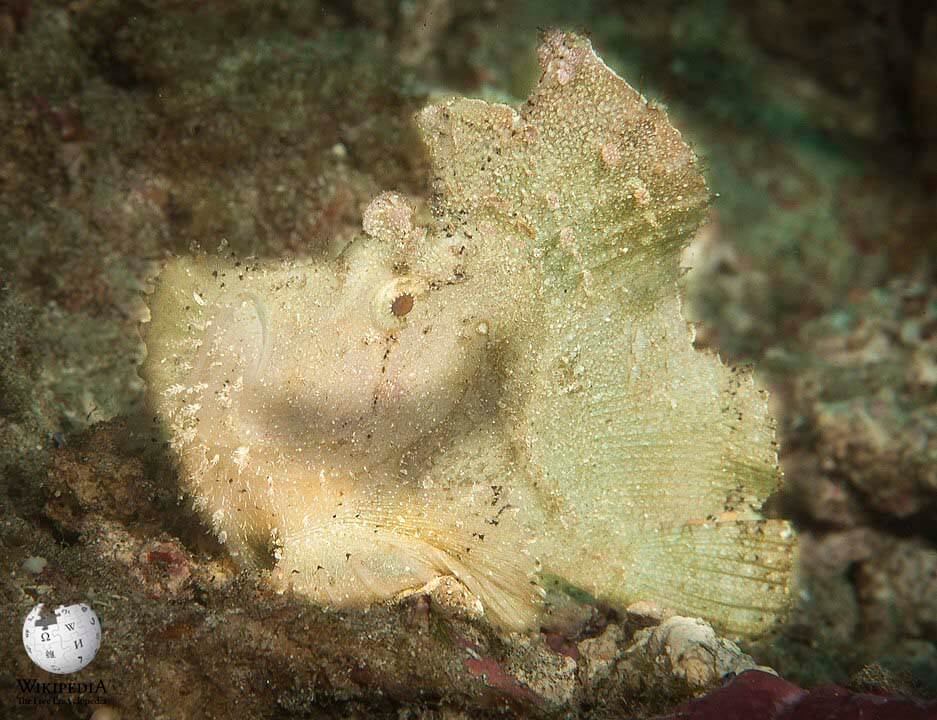 Leaf scorpionfish