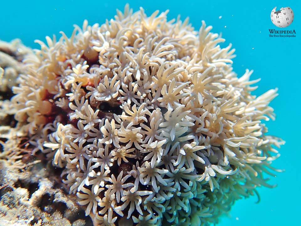 Organ pipe coral