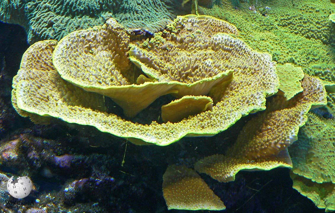 Leafy cup coral