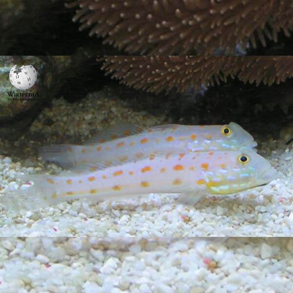 Orange-dashed goby