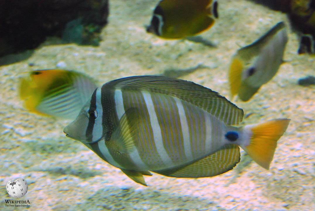 Pacific sailfin tang