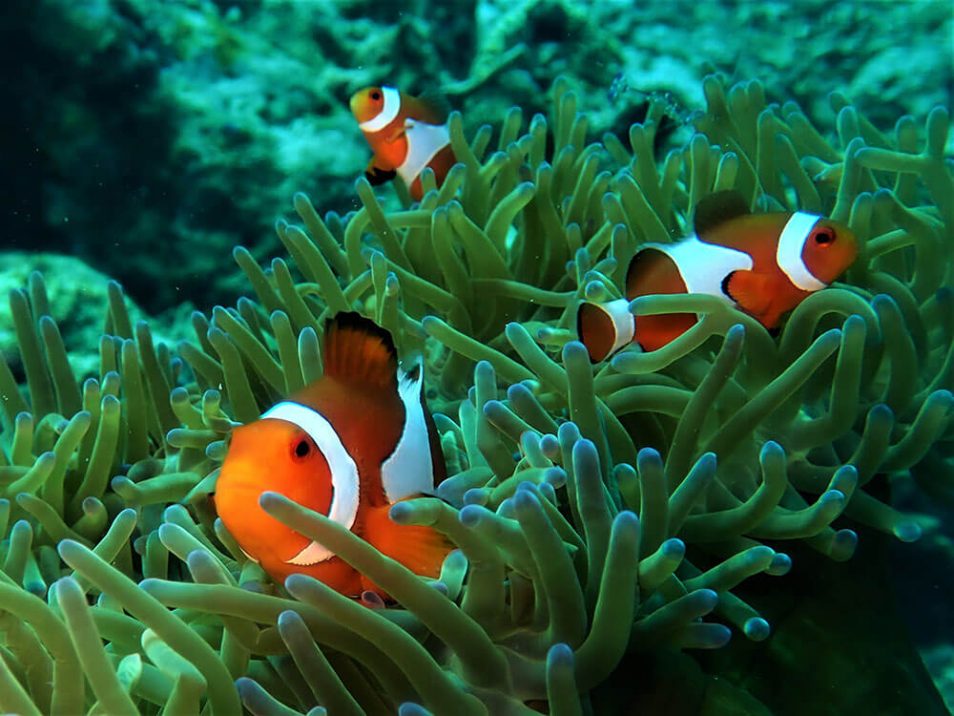 Clown anemonefish - Moalboal Reef Species
