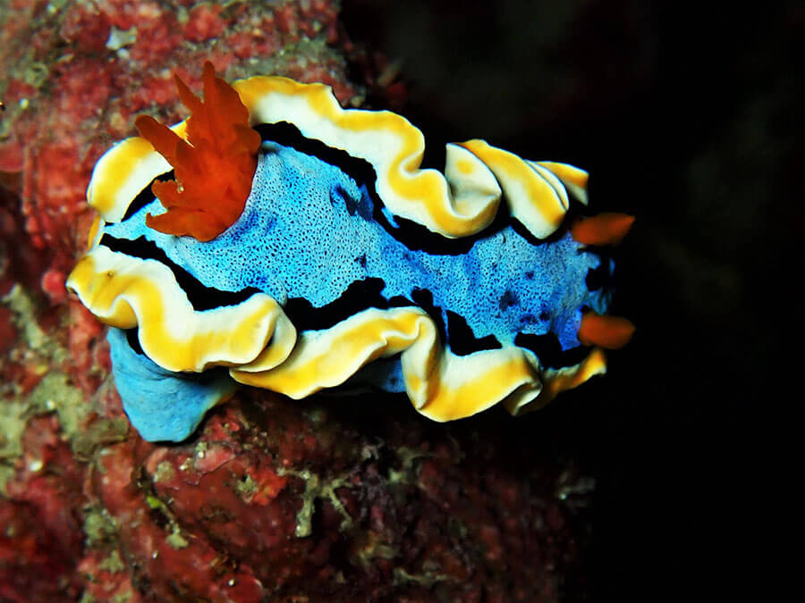 Black and gold sapsucking slug - Moalboal Reef Species