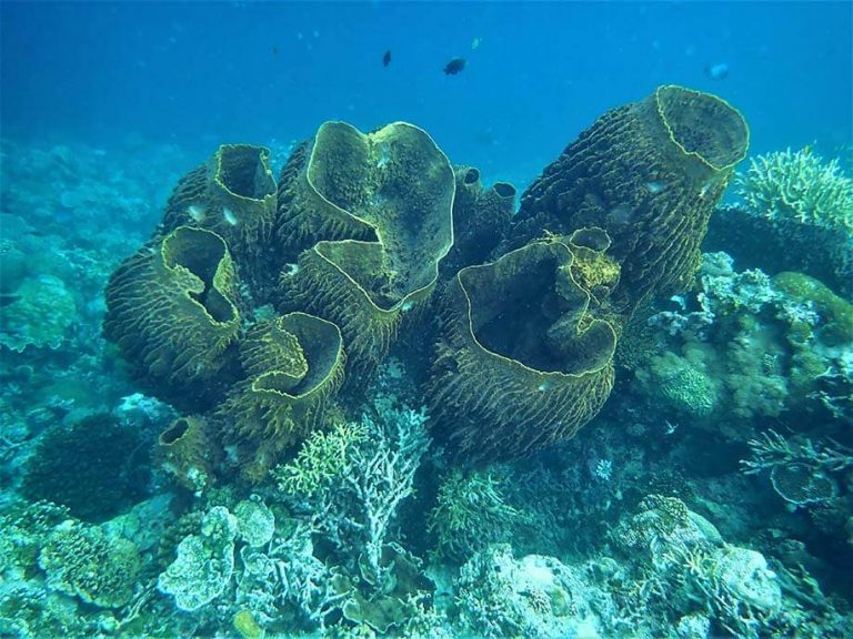 Barrel sponge Moalboal Reef Species