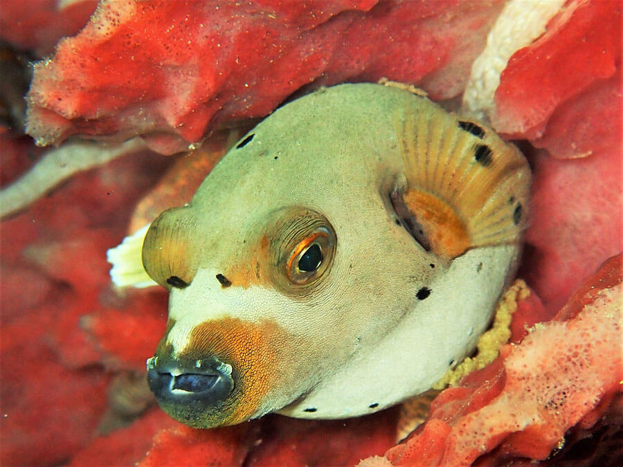 Blackspotted puffer