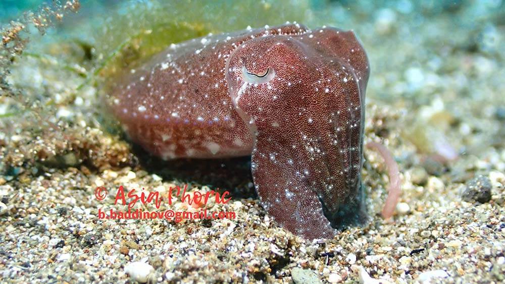 Broadclub cuttlefish