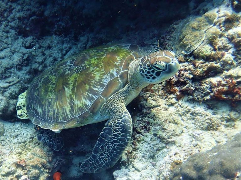 Green turtle - Moalboal Reef Species