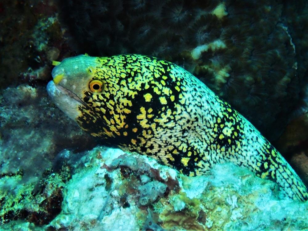 Snowflake moray