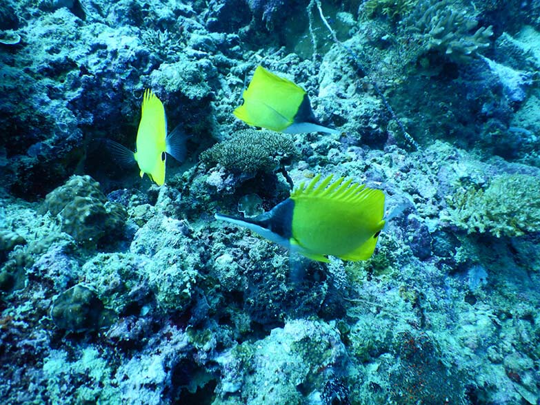 Big longnose butterflyfish