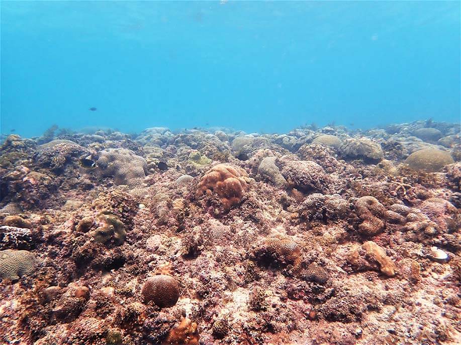 Knob coral