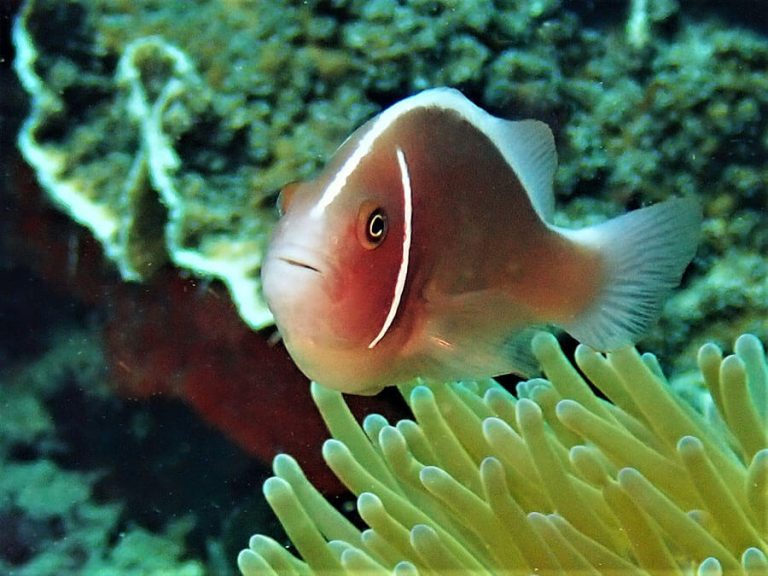 Pink Anemonefish - Moalboal Reef Species