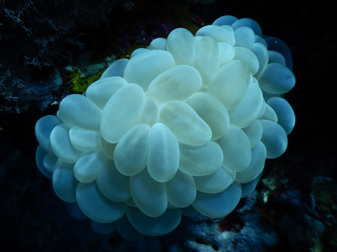 Bubble coral