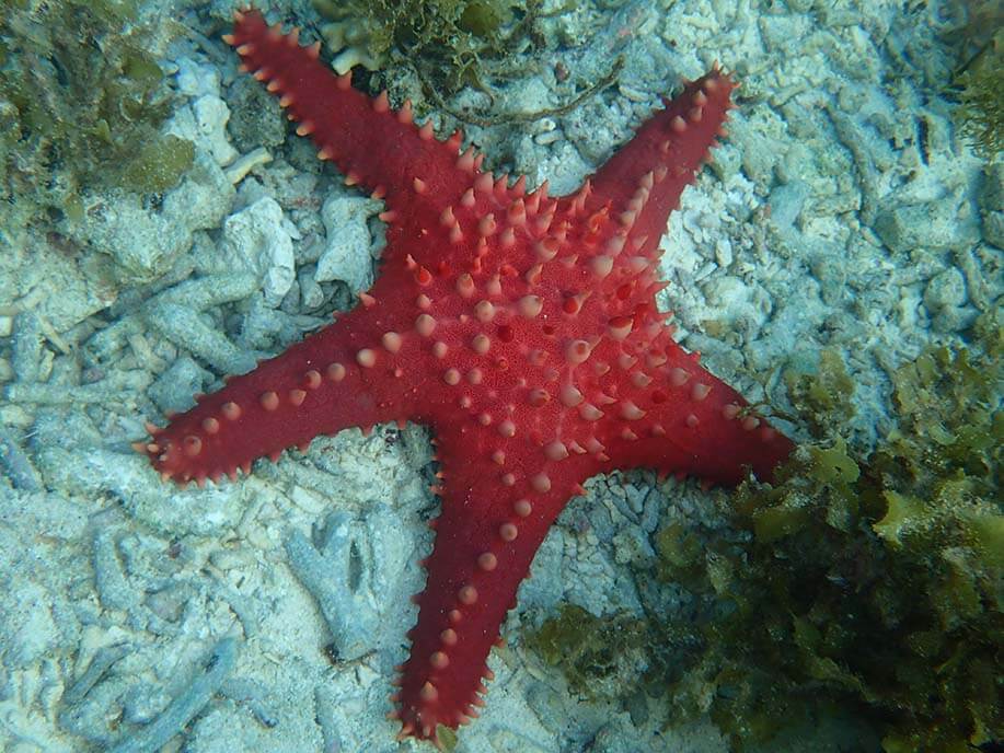 Chocolate chip sea  star