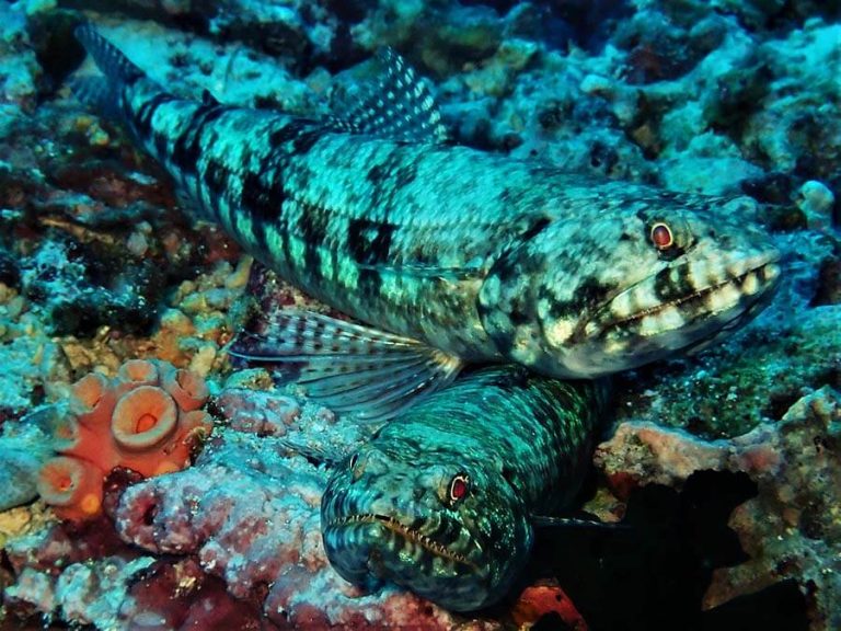 Reef lizardfish - Moalboal Reef Species