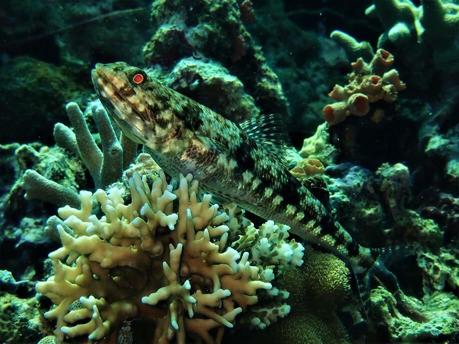 Reef lizardfish