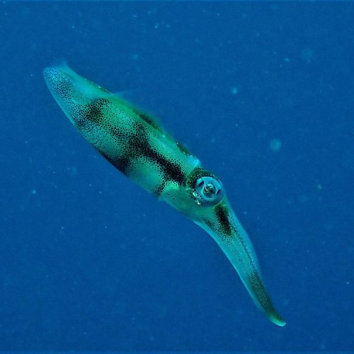 Cephalopods - Moalboal Reef Species