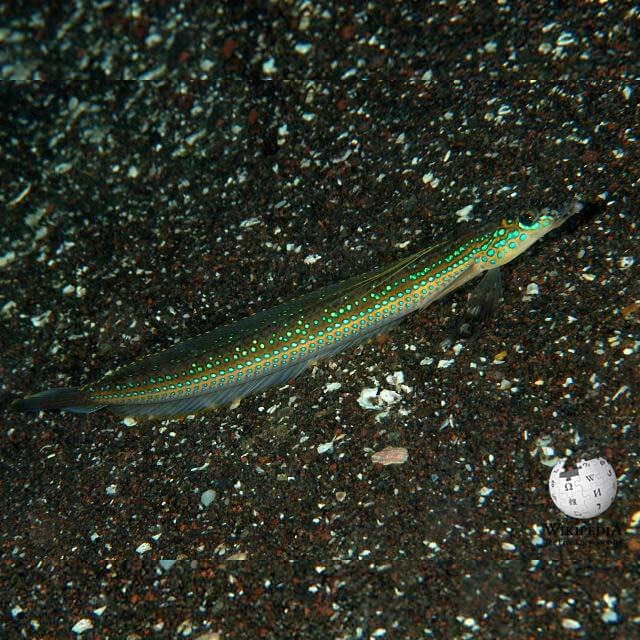 Spotted sand diver