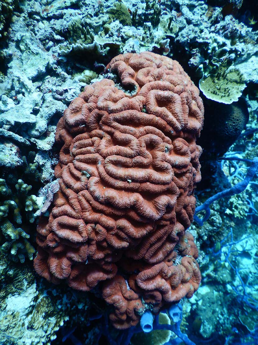 Red brain coral